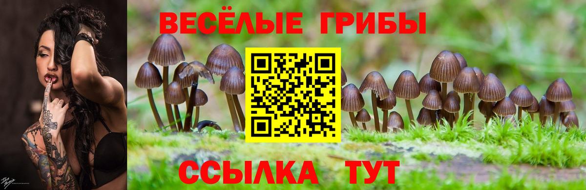 Мичуринск  Галлюциногенные грибы прущие грибы  Галлюциногенные грибы Cubensis  Вход с VPN 